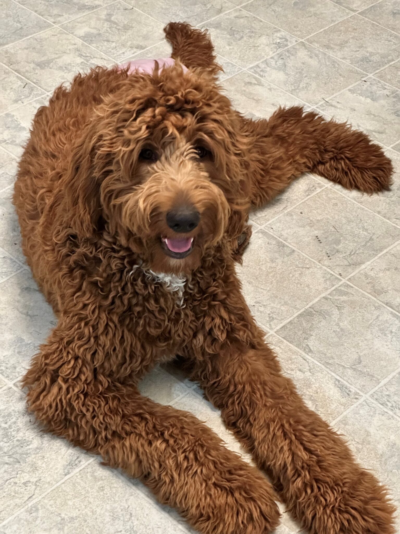 Bella 3