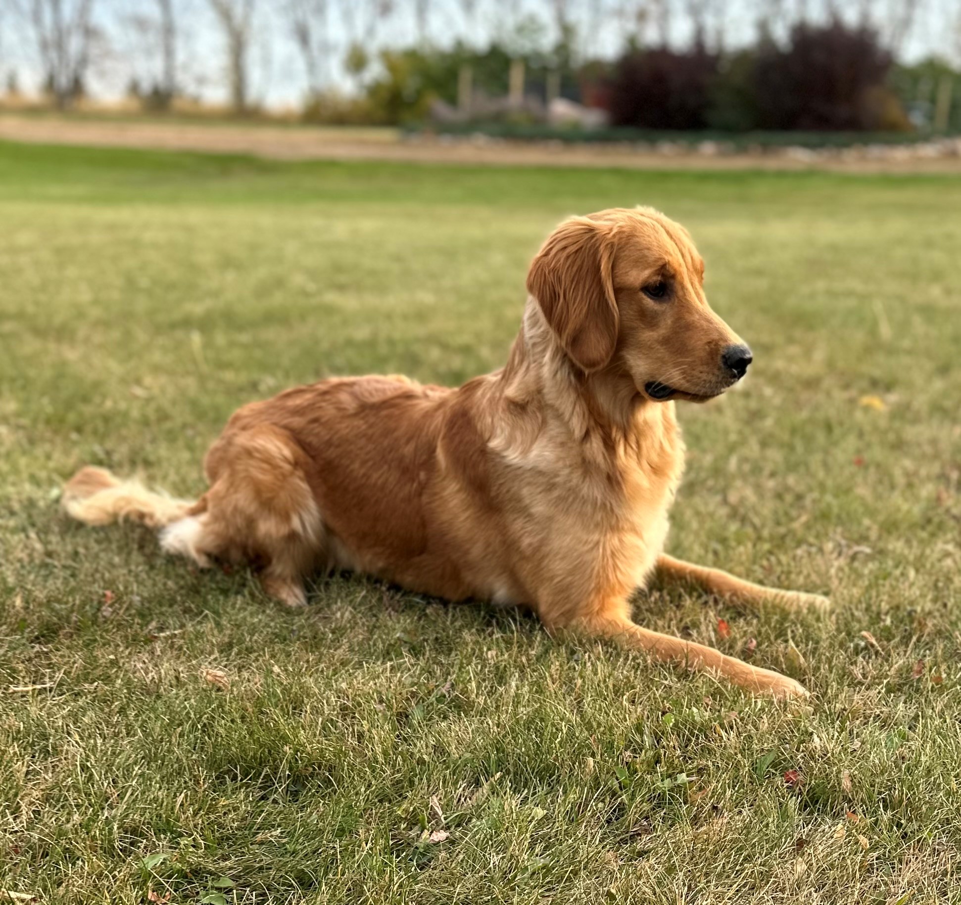 Willow 7