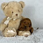 IMG_20241009_132606