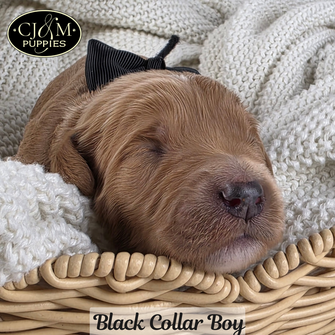 Jewels Goldendoodles - 1
