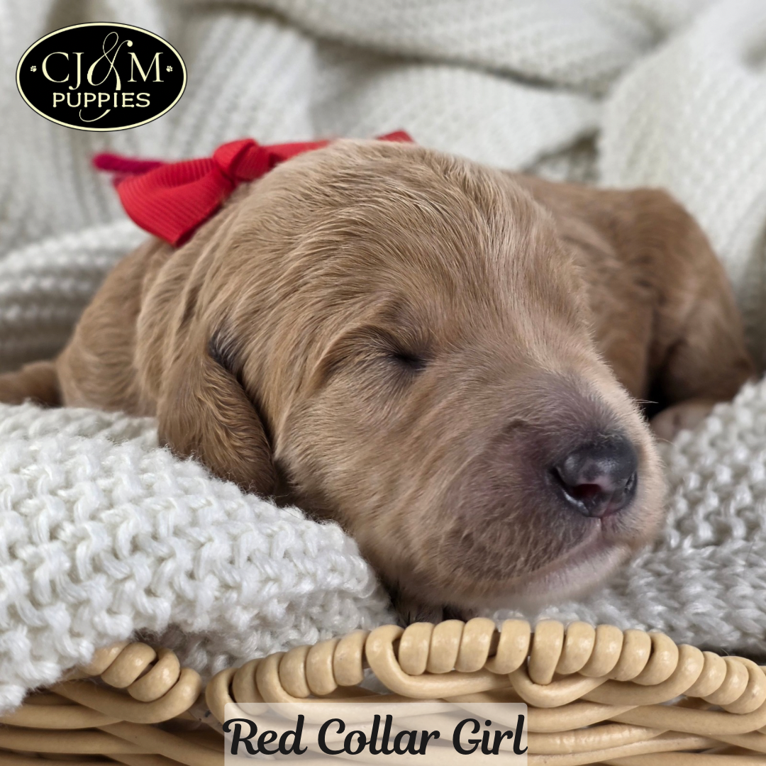 Jewels Goldendoodles - 3