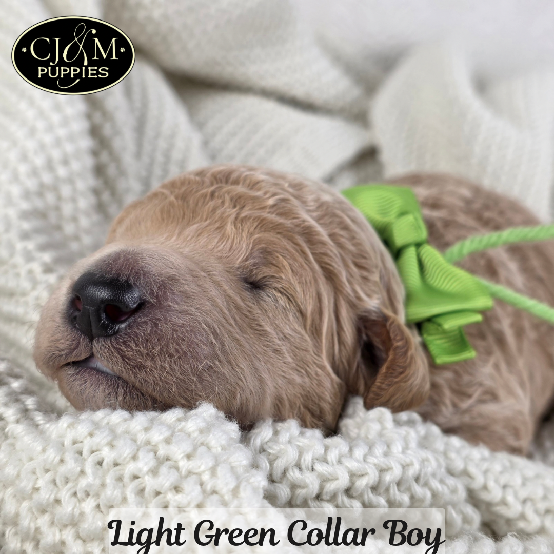 Jewels Goldendoodles - 4