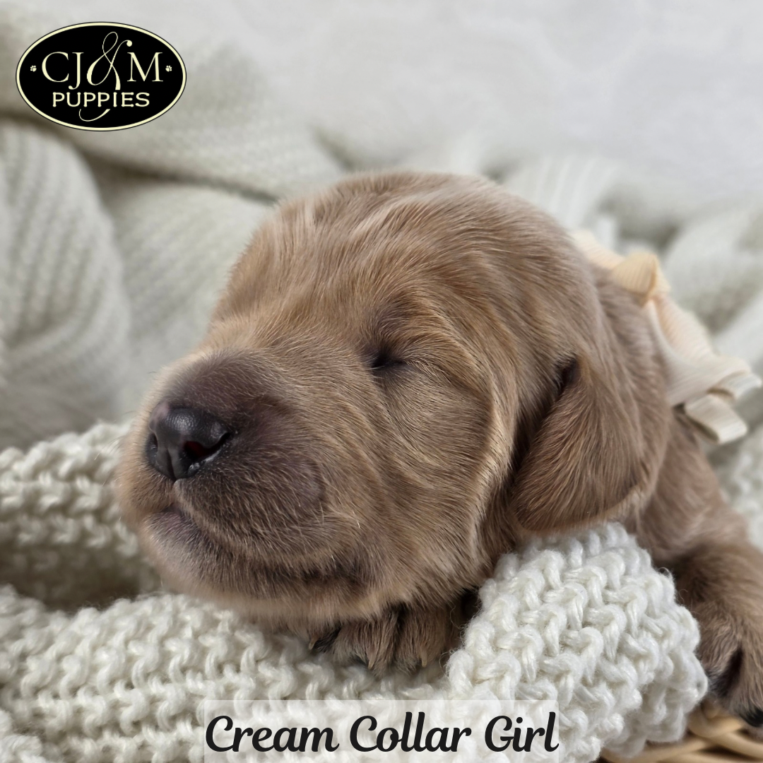 Jewels Goldendoodles - 5
