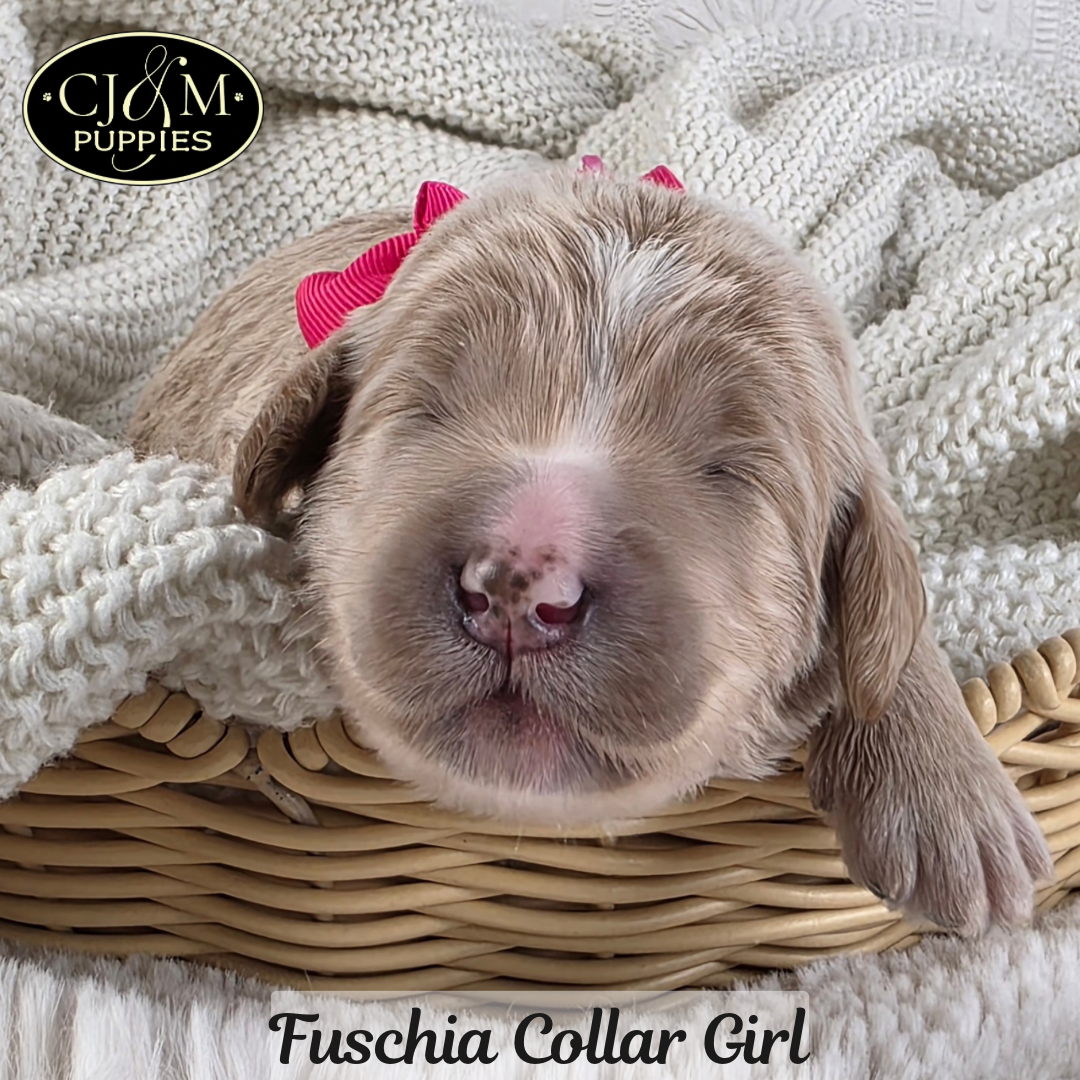 Jewels Goldendoodles - 6