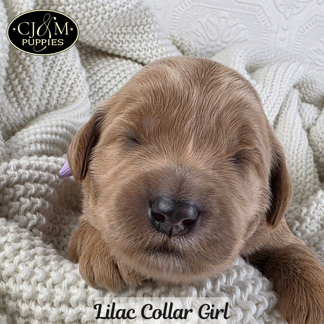 Jewels Goldendoodles - 7