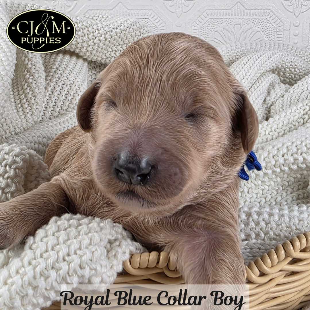 Jewels Goldendoodles - 8