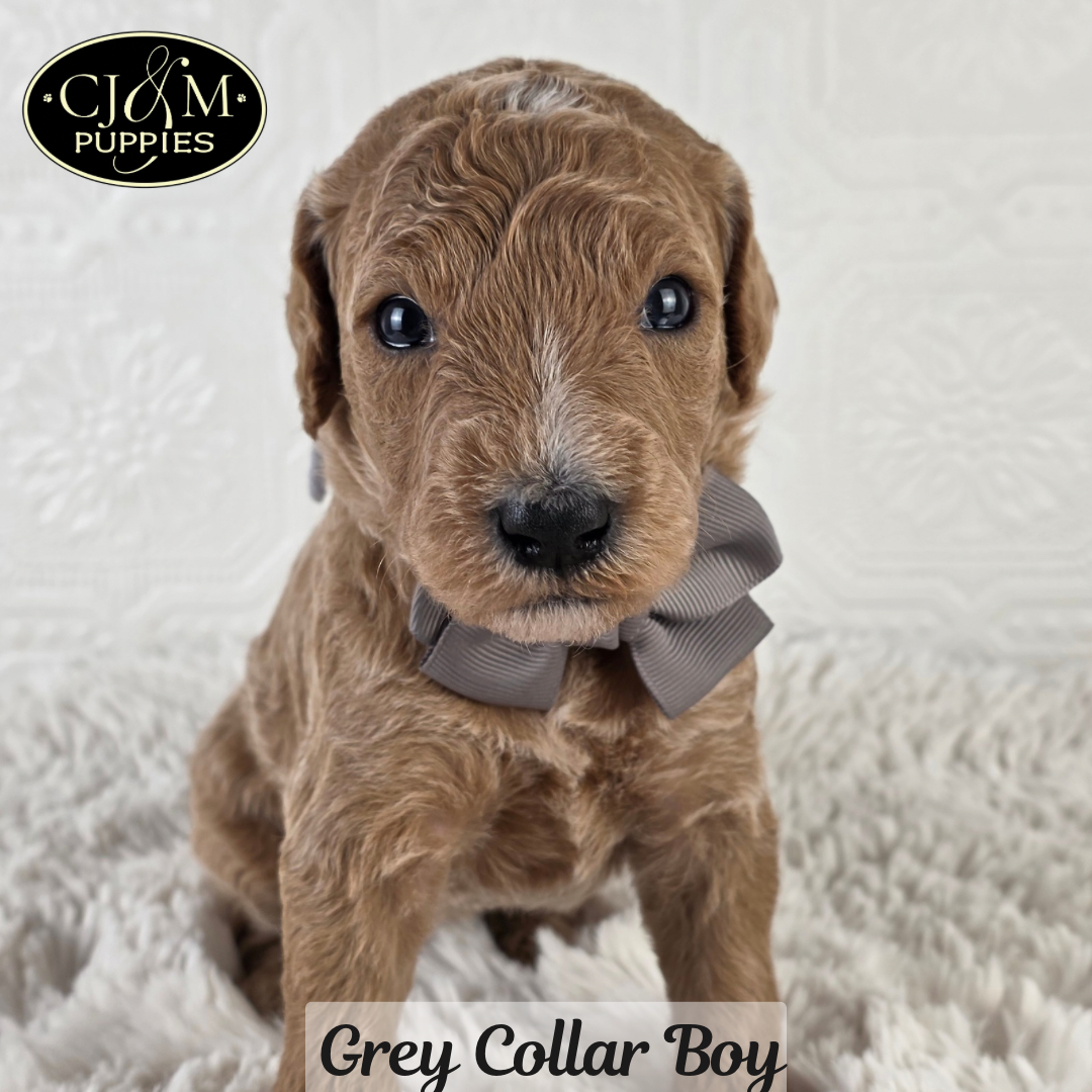 Teddy’s Goldendoodles - 1