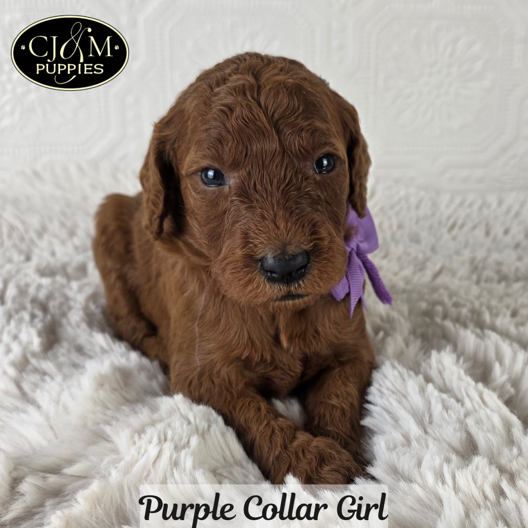 Teddy’s Goldendoodles - 2