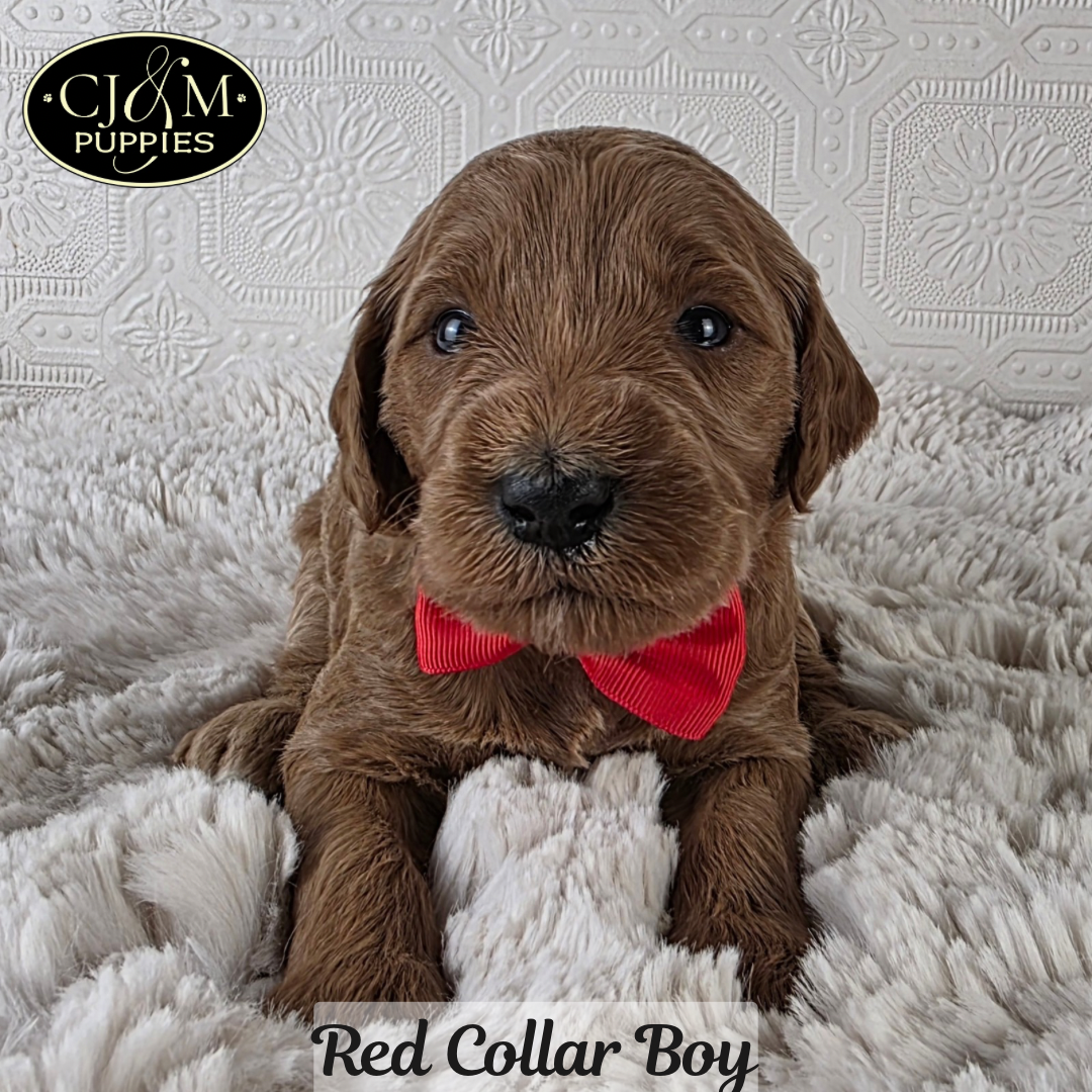 Teddy’s Goldendoodles - 3