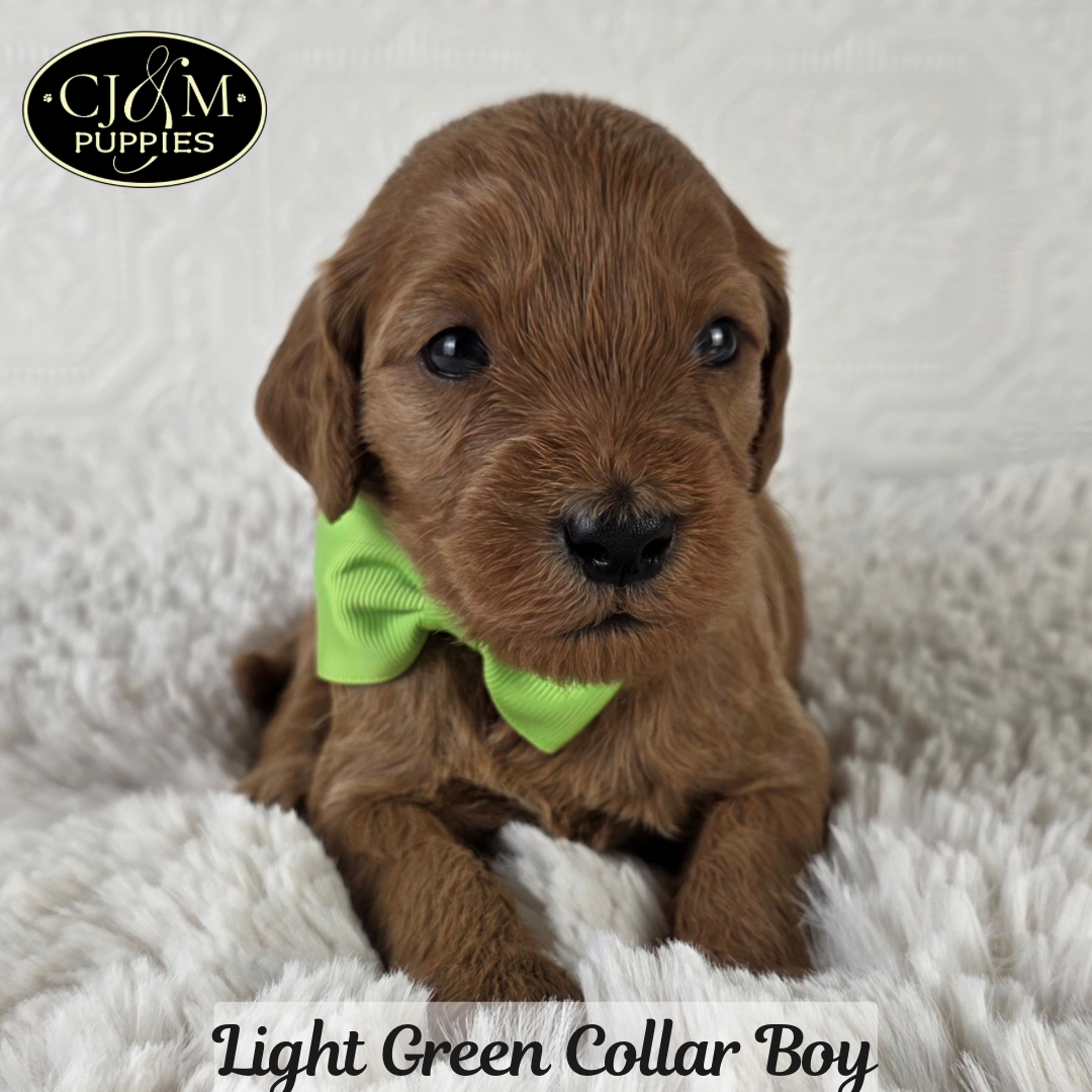 Teddy’s Goldendoodles - 4