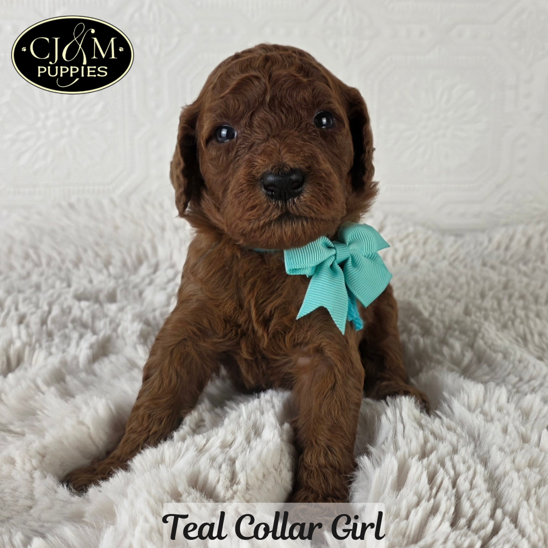 Teddy’s Goldendoodles - 6