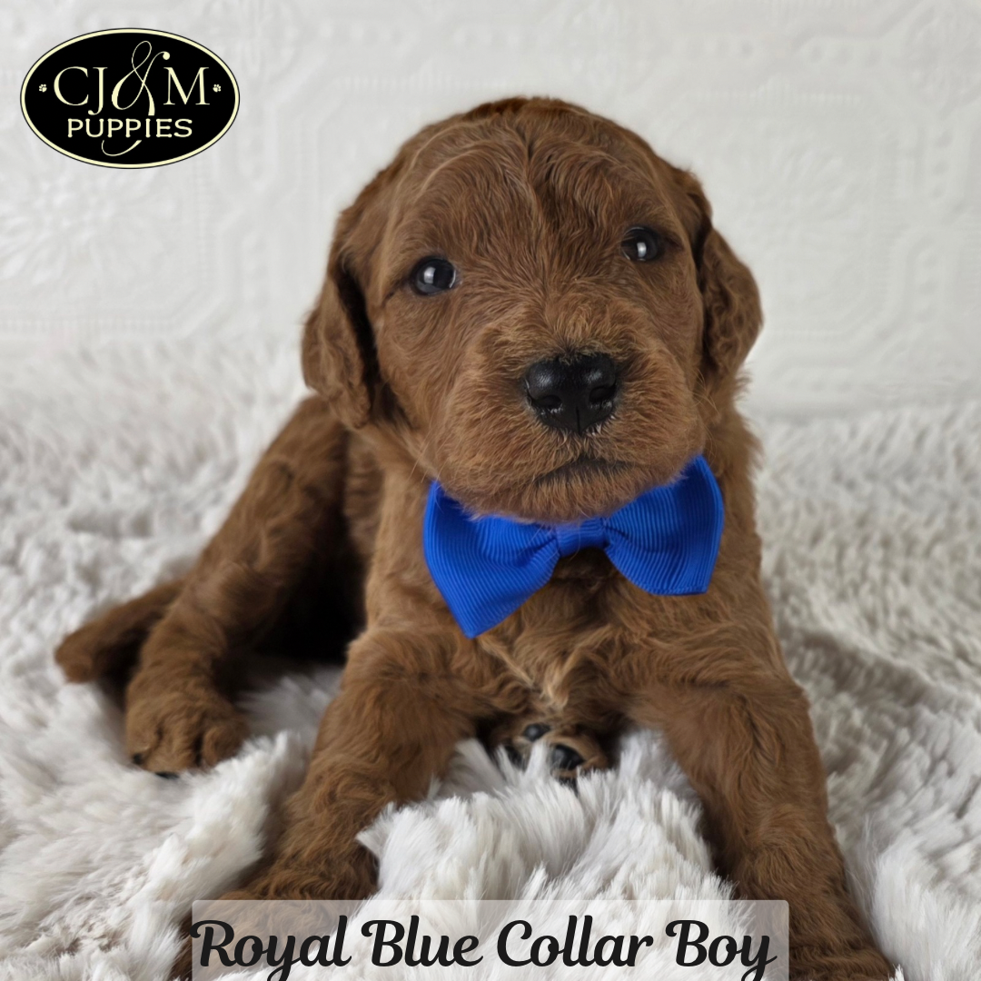 Teddy’s Goldendoodles - 9